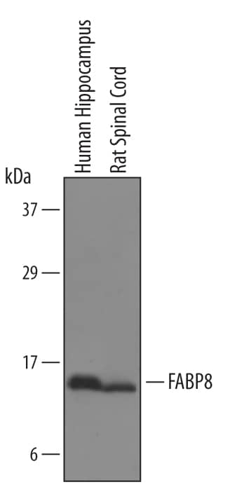 Detection of Human FABP8 antibody by Western Blot.