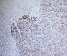 FABP8/M-FABP antibody in Human Spinal Cord by Immunohistochemistry (IHC-P).