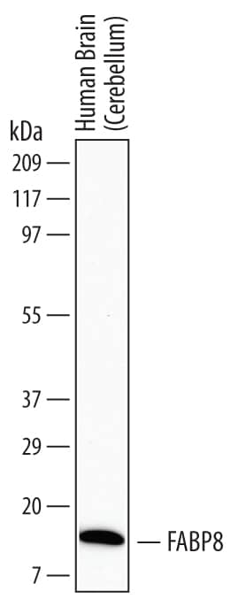 Detection of Human FABP8/M-FABP antibody by Western Blot