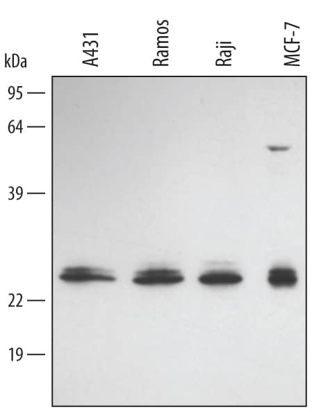 Detection of Human FADD antibody by Western Blot.