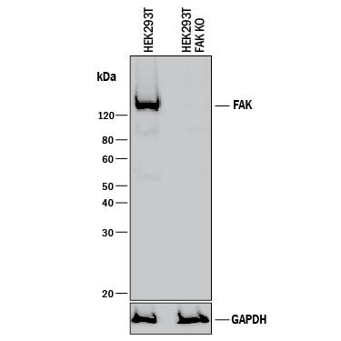 Western Blot Shows Human FAK Antibody Specificity by Using Knockout Cell Line.