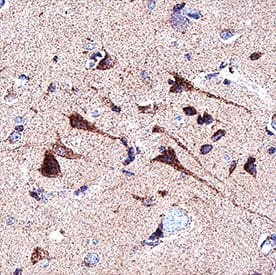 FAM20B antibody in Human Brain (Cortex) by Immunohistochemistry (IHC-P).