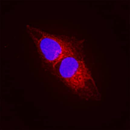 FAM20B antibody in SH-SY5Y Human Cell Line by Immunocytochemistry (ICC).