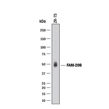 Detection of Human FAM20B antibody by Western Blot.