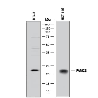 Detection of Human FAM3C antibody by Western Blot.