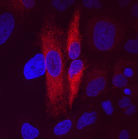 FAM3C antibody in A549 Human Cell Line by Immunocytochemistry (ICC).