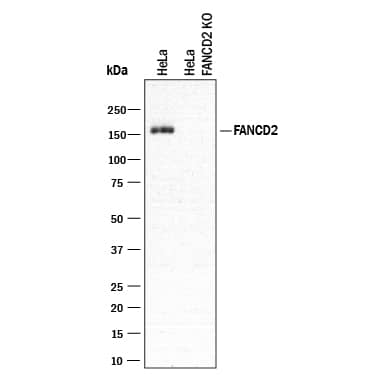 Western Blot Shows Human FANCD2 Antibody Specificity by Using Knockout Cell Line.