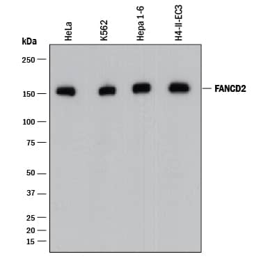 Detection of Human, Mouse, and Rat FANCD2 antibody by Western Blot.