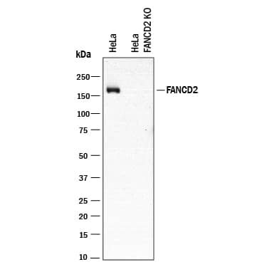 Western Blot Shows Human FANCD2 Antibody Specificity Using Knockout Cell Line.