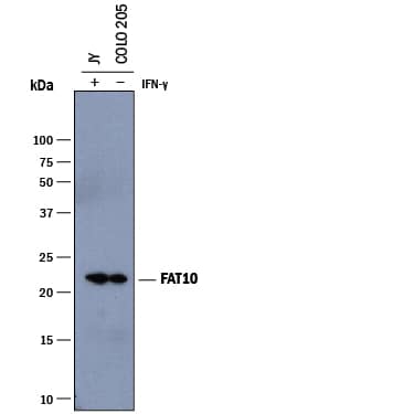 Detection of Human FAT10 antibody by Western Blot.