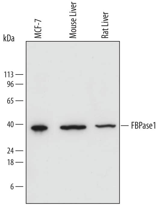 Detection of Human, Mouse, and Rat FBPase 1 antibody by Western Blot.