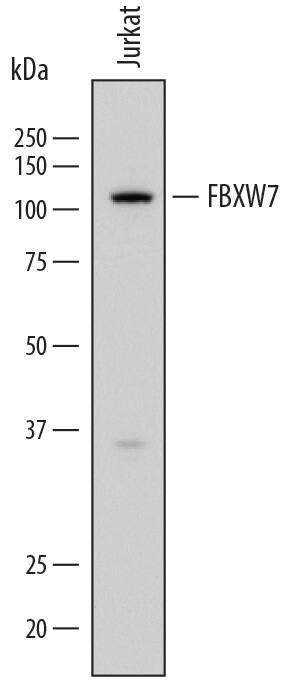 Detection of Human FBXW7/Cdc4 antibody by Western Blot.