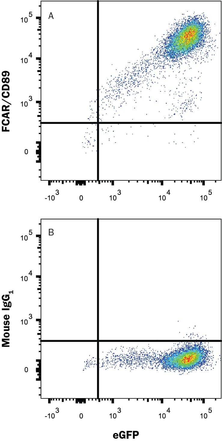 Detection of FCAR/CD89 antibody in HEK293 Human Cell Line Transfected with Cynomolgus FCAR/CD89 and eGFP antibody by Flow Cytometry.