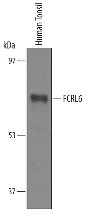 Detection of Human FCRL6/FcRH6 antibody by Western Blot.