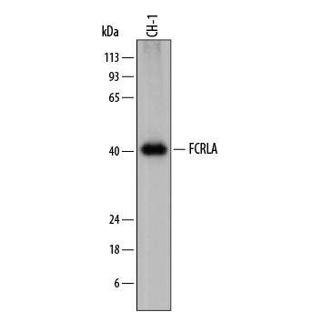 Detection of Mouse FCRLA antibody by Western Blot.