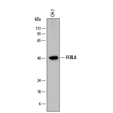 Detection of Mouse FCRLA antibody by Western Blot.