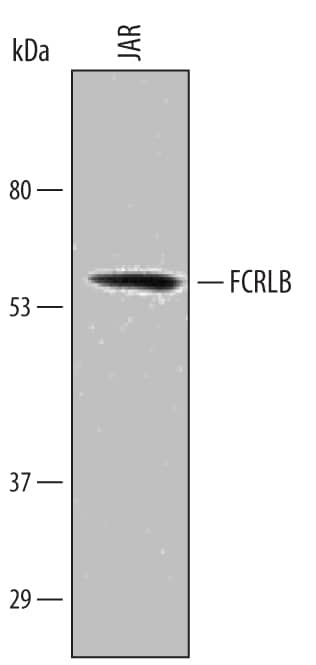 Detection of Human FCRLB/FCRY antibody by Western Blot.