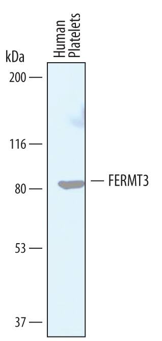 Detection of Human FERMT3 antibody by Western Blot.