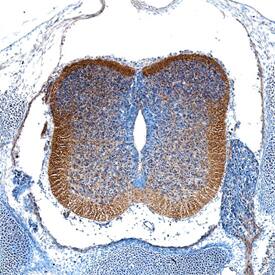 FGF-10 antibody in Mouse Embryo by Immunohistochemistry (IHC-Fr).