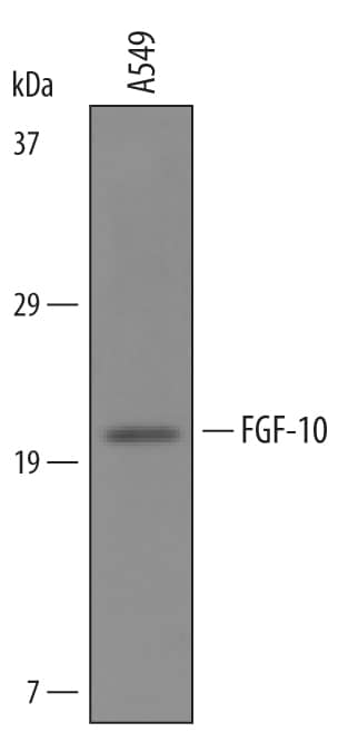 Detection of Human FGF-10 antibody by Western Blot.