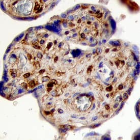 FGF-5 antibody in Human Placenta by Immunohistochemistry (IHC-P).