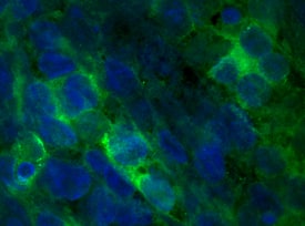 FGF-16 antibody in Human iPS cells by Immunocytochemistry (ICC).