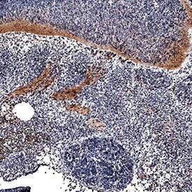 FGF-16 antibody in Mouse Embryo by Immunohistochemistry (IHC-Fr).