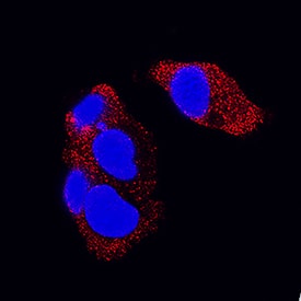 FGF-21 antibody in HepG2 Human Cell Line by Immunocytochemistry (ICC).
