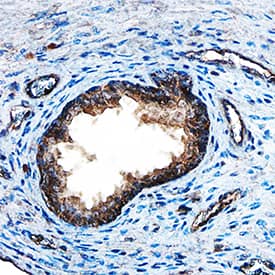 FGF-8 antibody in Human Prostate by Immunohistochemistry (IHC-P).