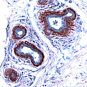 FGF acidic/FGF1 antibody in Human Breast by Immunohistochemistry (IHC-P).