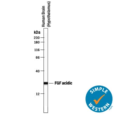 Detection of Human FGF acidic/FGF1 antibody by Simple WesternTM.
