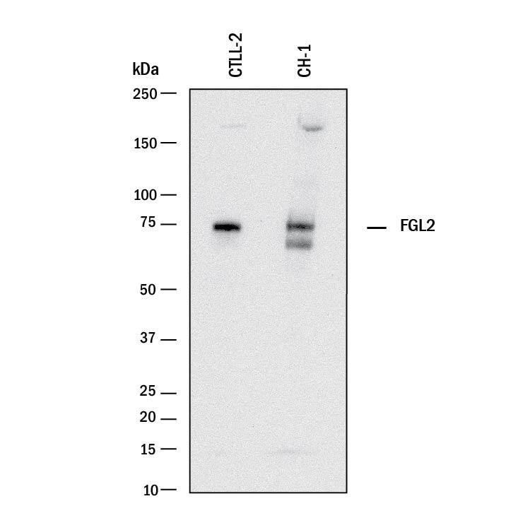 Detection of Mouse FGL2 antibody by Western Blot.