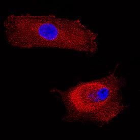 FGL2 antibody in WI-38 Human Cell Line by Immunocytochemistry (ICC).