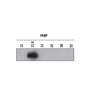 Specificity of FKBP12.6 Shown by Western Blot.