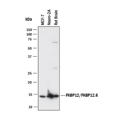 Detection of Human, Mouse, and Rat FKBP12 and FKBP12.6 antibody by Western Blot.