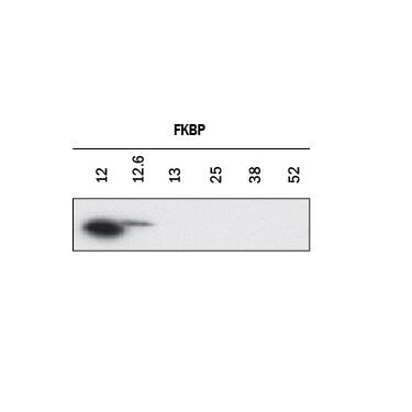 Specificity of FKBP12 and FKBP12.6 Shown by Western Blot.