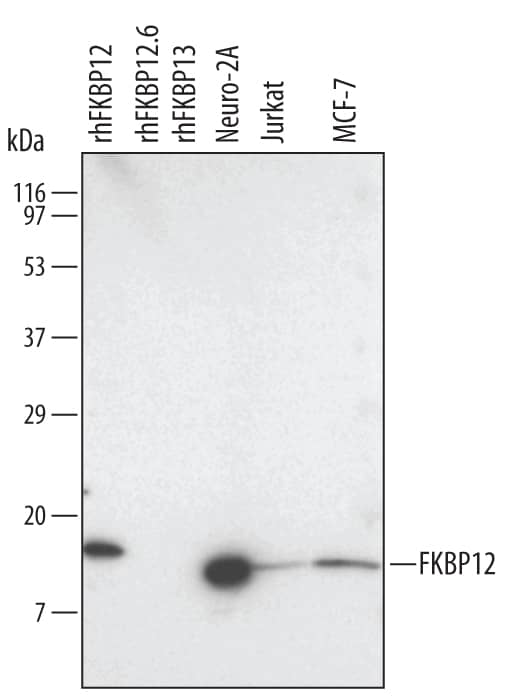 Detection of Human/Mouse/Rat FKBP12 antibody by Western Blot.