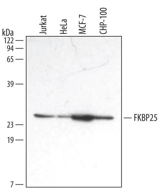 Detection of Human FKBP25 antibody by Western Blot.