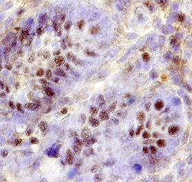 FKBP38 antibody in Human Intestine by Immunohistochemistry (IHC-P).