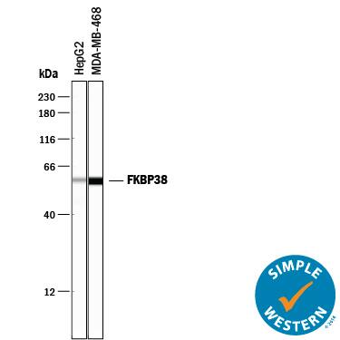 Detection of Human FKBP38 antibody by Simple WesternTM.