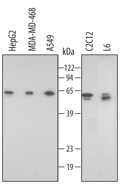 Detection of Human/Mouse/Rat FKBP38 antibody by Western Blot.