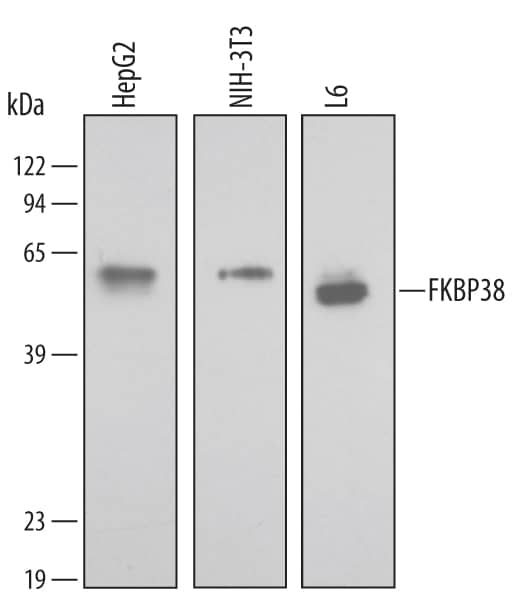 Detection of Human/Mouse/Rat FKBP38 antibody by Western Blot.