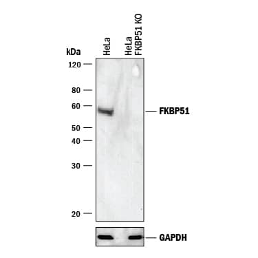 Western Blot Shows Human FKBP51 Antibody Specificity by Using Knockout Cell Line.