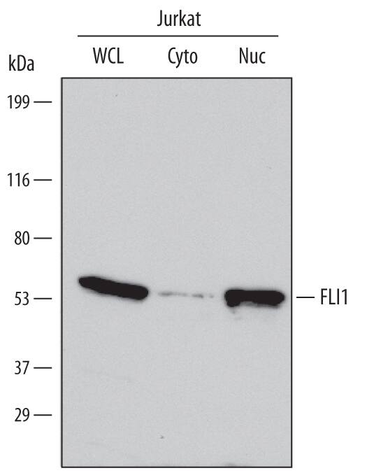 Detection of Human FLI1 antibody by Western Blot.