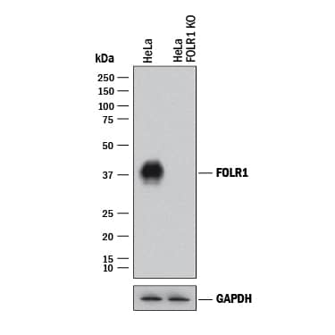 Western Blot Shows Human FOLR1 Antibody Specificity by Using Knockout Cell Line.