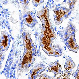 FOLR1 antibody in Mouse Kidney by Immunohistochemistry (IHC-Fr).