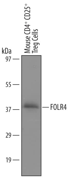 Detection of Mouse FOLR4 antibody by Western Blot.