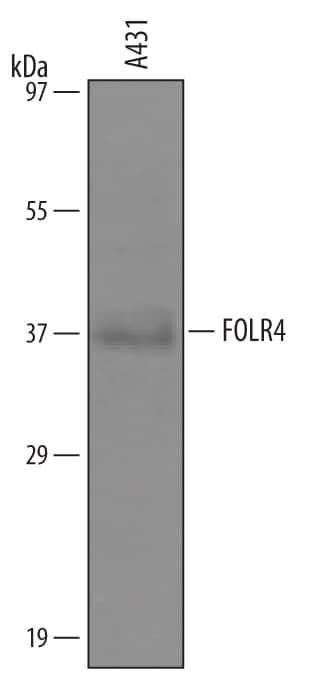 Detection of Human FOLR4 antibody by Western Blot.