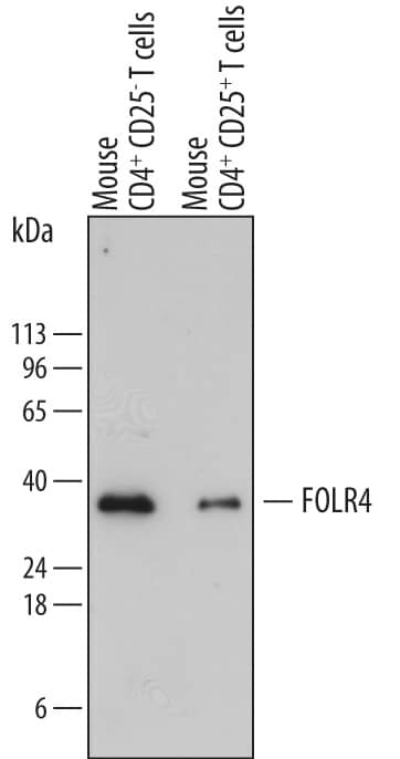 Detection of Mouse FOLR4 antibody by Western Blot.