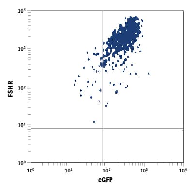 Detection of FSH R antibody in HEK293 Human Cell Line Transfected with Human FSH R and eGFP antibody by Flow Cytometry.